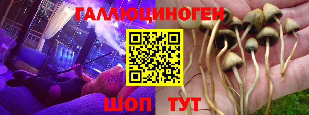 Псилоцибиновые грибы Psilocybe Уфа